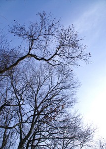 冬の空