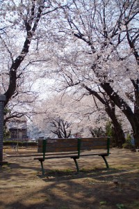 sakura